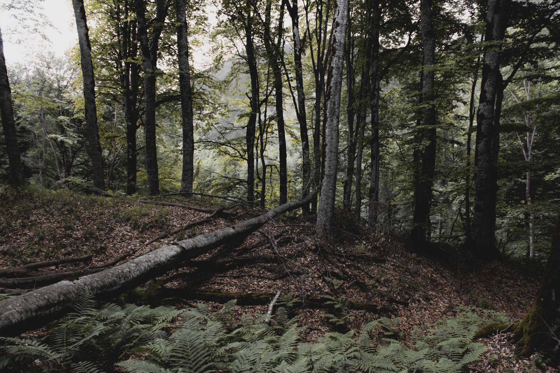 Düşənlər də meşənin bir parçasıdır