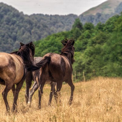 Gedən atların səsi torpaqda qalır