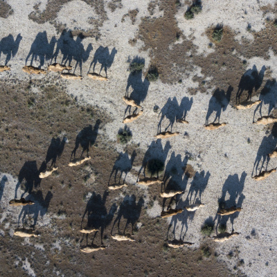 Kölgələr yürüyür, dəvələr susur