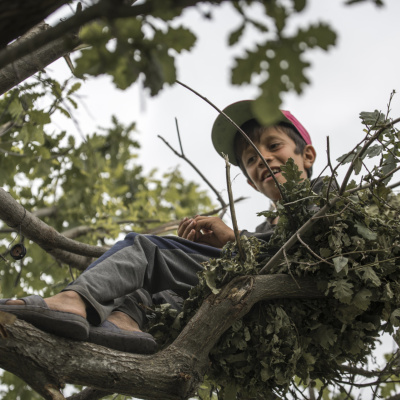 Uşaq ağacda gizlənmir, azad olur