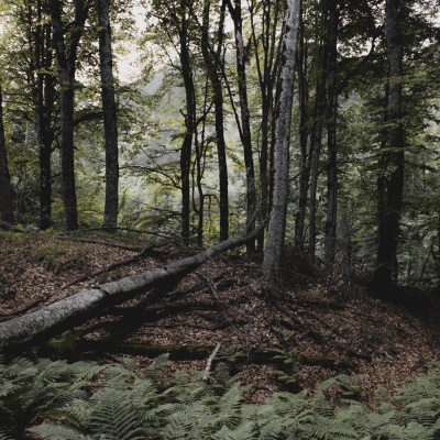 Düşənlər də meşənin bir parçasıdır