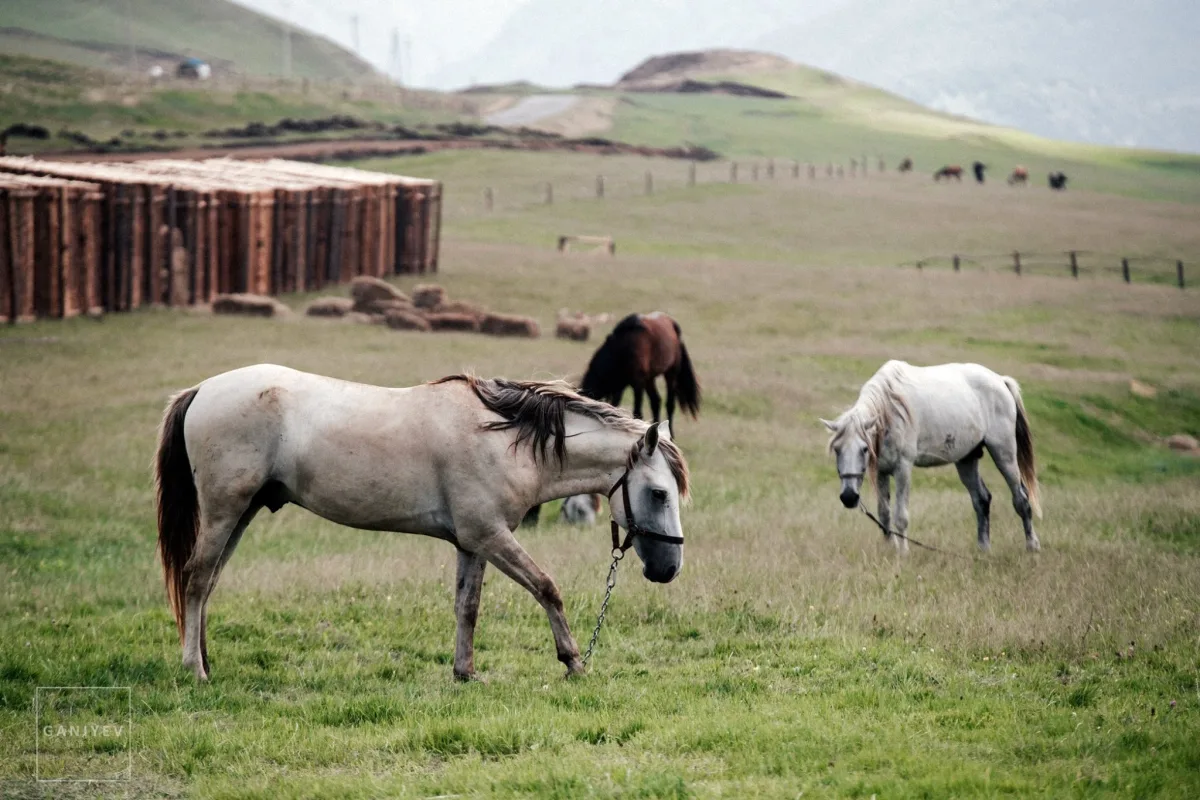 Milli Yaylaq Festivalı