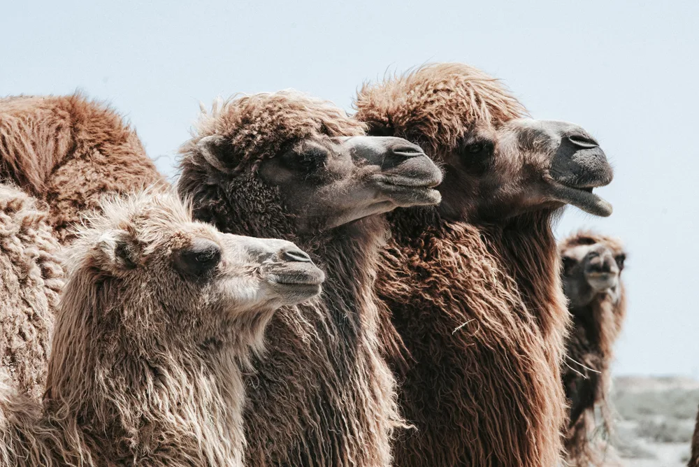 Səhranın Sakitliyi