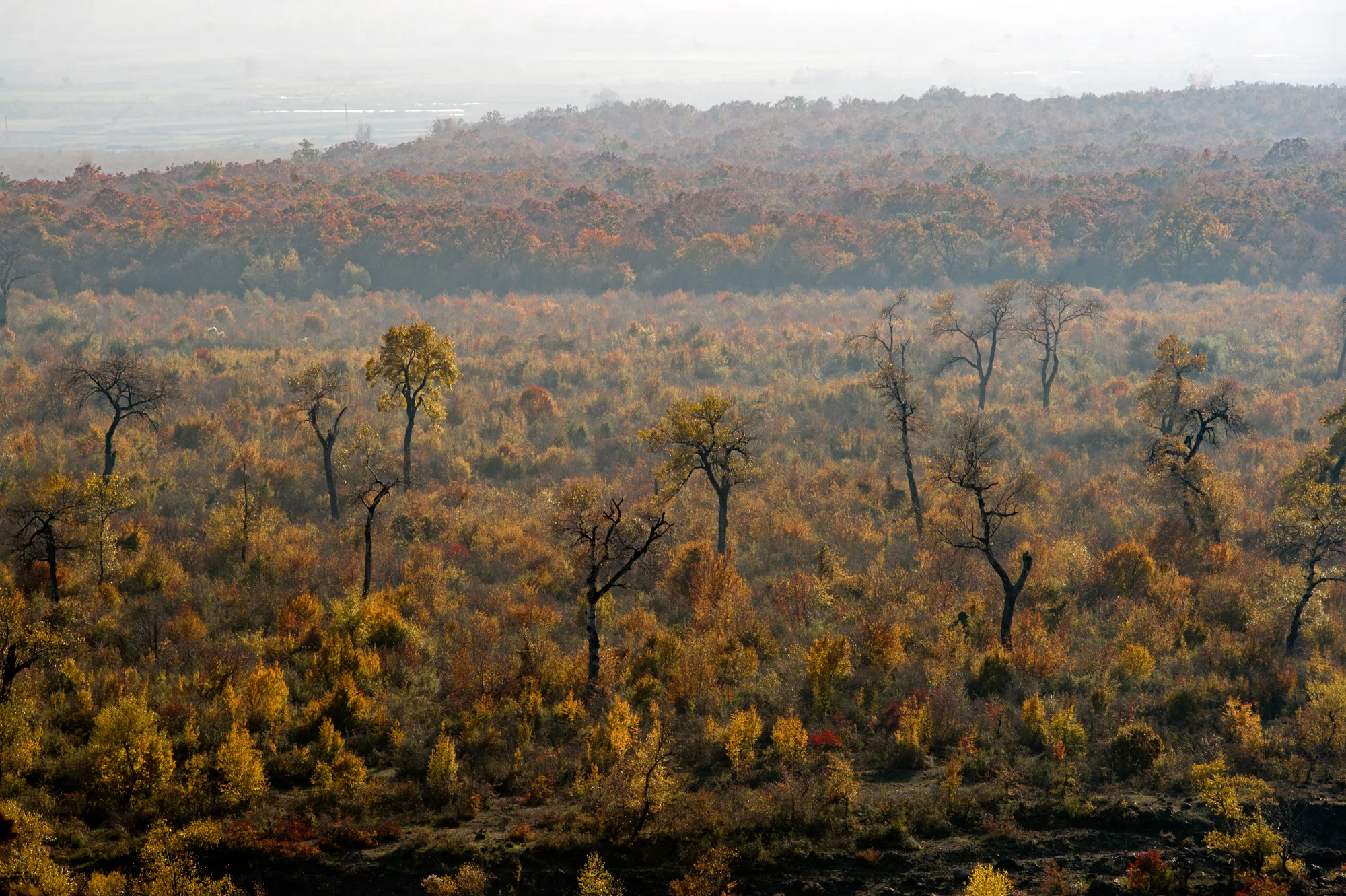 Səssizliyin rəngləri