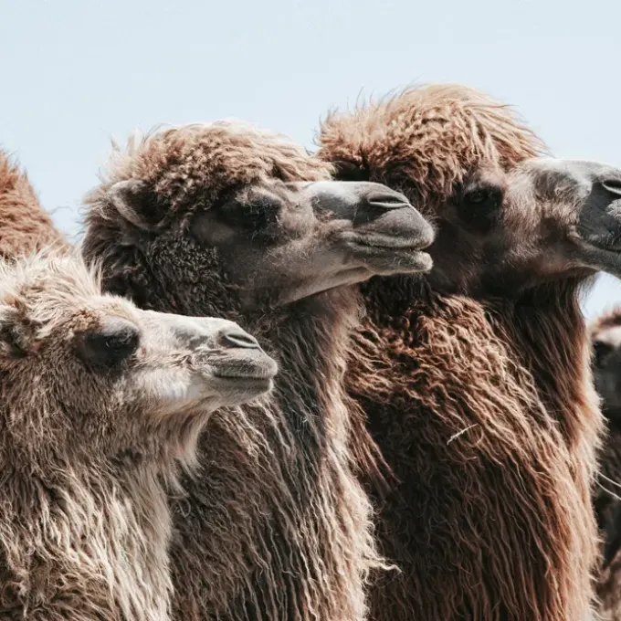 Səhranın Sakitliyi